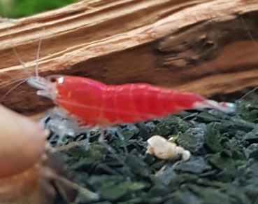 Super Crystal Red  Santa